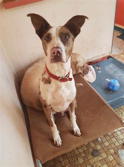 catahoula kelpie mix.